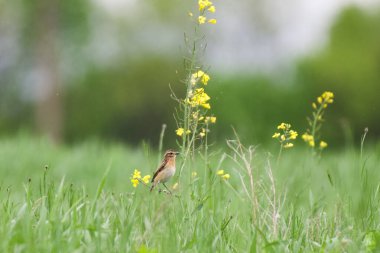 Kuş çimenlerde oturuyor.