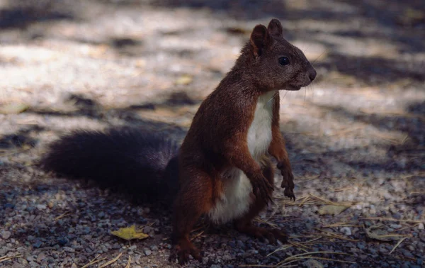 Um esquilo curioso marrom senta-se no chão no parque — Fotografia de Stock