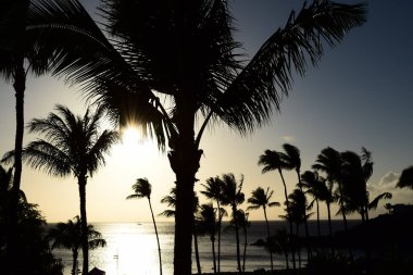 Gün batımında palmiye ağacı silueti