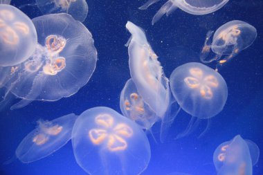 Mavi arka planda denizanası