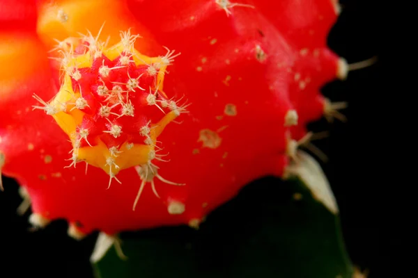 Kaktüs kırmızı siyah bir arka plan ile makro içinde. (seçici yumuşak odak)