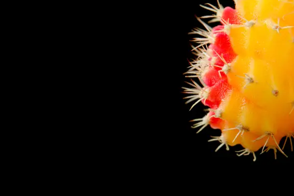 Kaktüs kırmızı siyah bir arka plan ile makro içinde. (seçici yumuşak odak)