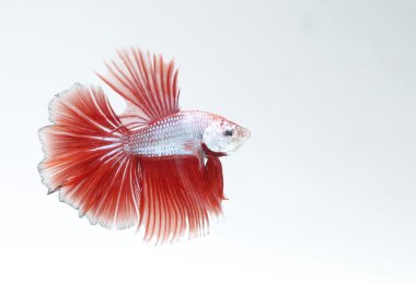 Tayland'ın Siyam Balığı