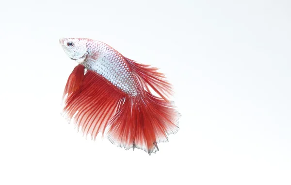 Tayland'ın Siyam Balığı