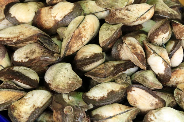 Tayland okyanus deniz ürünleri.