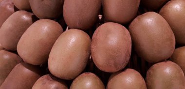 Yakın plan Yeni Zelanda Sungold Kiwi Fruit, rafta, mağazada, tavandan gelen olay ışığı, müşterilerin seçmesi için..