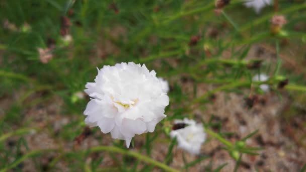 Focus Video Flower Sun Plant White Blooming Morning Slow Wind — Stock videók