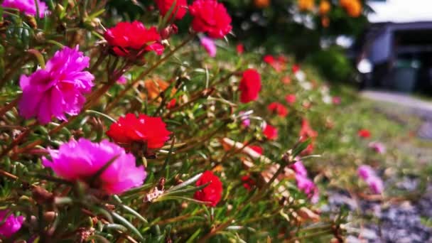 Foco Vídeo Flor Purslane Comum Rosa Vermelho Florescendo Pela Manhã — Vídeo de Stock
