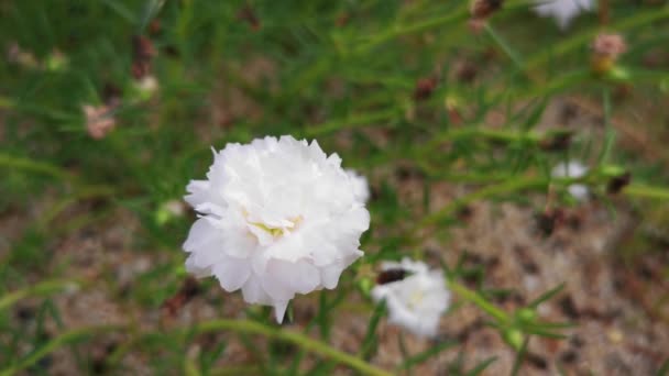 Enfoque Video Flor Common Purslane Floración Blanca Mañana Hay Viento — Vídeo de stock