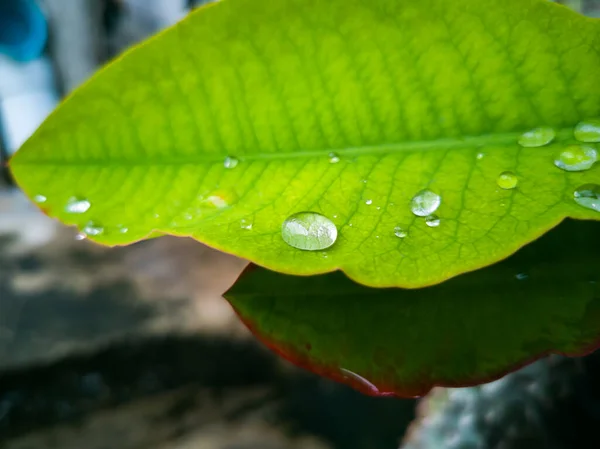 Primer Plano Gotas Lluvia Las Hojas Del Cilindro Diamante Temporada —  Fotos de Stock