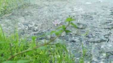 Önündeki taş zemine düşen yağmurun yakın plan görüntüsü bir örümcek bitkisidir (bulanık). Tayland 'ın yağmurlu mevsiminde.