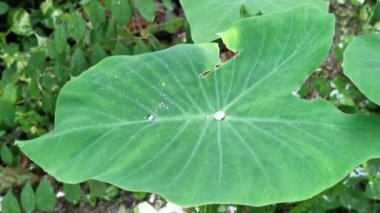 Görüntü, yakın çekim, Colocasia Esculenta yapraklarının üzerindeki yağmur damlaları. Tayland 'ın yağışlı mevsiminde.