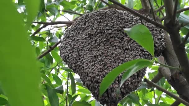 Bir Dalın Üzerindeki Bir Kovanı Koruyan Arı Sürüsü Apis Florea — Stok video