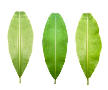 3 küçük yeşil muz yaprağı, beyaz arka plan, izole, Bangkok, Tayland.