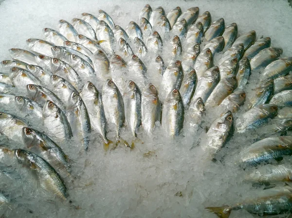 Alto Ángulo Caballa Fresca Rastrelliger Brachysoma Con Hielo Picado Estantes —  Fotos de Stock