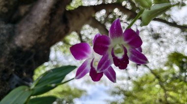 Aşağıdan bakıldığında sapından sarkan iki canlı mor ve beyaz orkide demeti. Çiçekler büyük ihtimalle Dendrobium melezi beyaz ve açık yeşile dönüşen zengin mor yapraklara sahiptir.