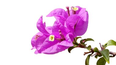 Canlı mor renkli küme çiçekleri ve saf beyaz arka planda küçük dallarda fren yapıyor. Küme sol taraftaki çerçeveye yerleştirildi ve dal sağdan uzanıyor