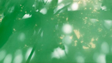 Soyut ve minimalist arka plan duvarı yeşili. Doğal ışık odağını kaybediyor gölgeler, yapraklar ve ağaç dalları şekilleniyor.