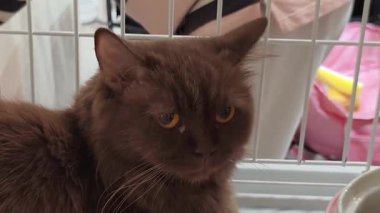 4K yavaş çekim videosu. Güzel altın ya da turuncu tekir kedisi. Zengin, sıcak renkli kürkü var. Muhtemelen İngiliz Shorthair cinsi. Kedi odada dinleniyor ve mutlu bir şekilde kürkünü yalıyor..