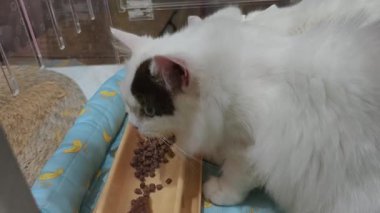 Kısa, yüksek çözünürlüklü, koyu kahverengi ya da siyah lekeli beyaz tüylü bir kedi. Bir kulağı ve gözü muhtemelen Türk Van cinsi. Kedi konforlu ve kuru mama yiyor.