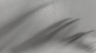 Bir palmiye yaprağının organik gölgesinin açık gri bir yüzey boyunca dans etmesini içeren soyut hareket arkaplanı. Yavaş, pürüzsüz hareket ve tek renkli tonlar modern ve barışçıl bir hava sağlıyor.
