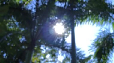 Soyut, bulanık ağaç yaprağı ve dallarının gölgeleri rüzgarda hafifçe hareket ediyor parlak, koyu yeşil bir zemin üzerine dökülüyor.