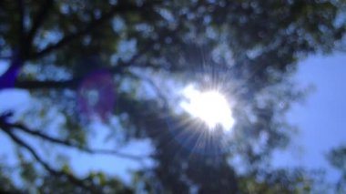 Soyut, bulanık ağaç yaprağı ve dallarının gölgeleri rüzgarda hafifçe hareket ediyor parlak, koyu yeşil bir zemin üzerine dökülüyor.