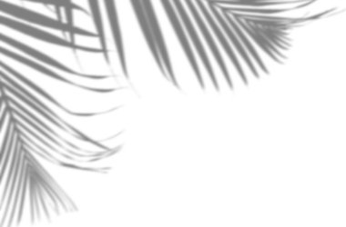 Saf beyaz arka planda, tropik palmiye yapraklarının yumuşak, bulanık gölgesi. Minimum havadar görüntü güneşli, sıcak ve doğal atmosfer yaratır. Model ve ürün gösterimi için mükemmel.