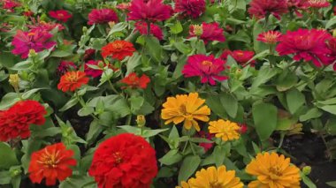 Renkli Zinnia çiçekleriyle dolu bahçe yatağının canlı kırmızı ve sarı tonlarında parlak yeşil yapraklarla çevrili gerçek zamanlı videosu.