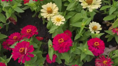 Renkli Zinnia çiçekleriyle dolu bahçe yatağının canlı kırmızı ve sarı tonlarında parlak yeşil yapraklarla çevrili gerçek zamanlı videosu.