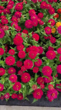 Dikey gerçek zamanlı video montajında renkli Zinnia çiçeklerinden oluşan canlı ve yoğun bir bahçe yatağı gösteriliyor. Kırmızı, mor turuncu krem ve küçük mavi aksanlı çiçekler.