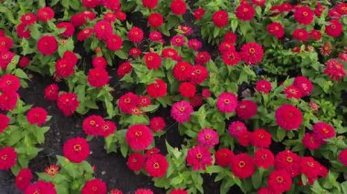 Çok renkli Zinnia çiçeklerinden oluşan canlı ve yoğun bir bahçe yatağını gösteren gerçek zamanlı video montajı. Çok renkli, mor, pembe ve küçük mavi aksanlı çiçekler.