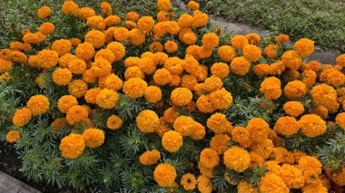 Beyaz arkaplana karşı en boş gümüş su toplayan kişiler.