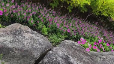 4K görüntüsü. Mor Angelonia ve pembe Petunya çiçeklerinin bulunduğu canlı bahçe manzarası kayalık sınır boyunca yemyeşil yapraklar ve büyük dekoratif kayalar parkı boyunca çiçek açıyor.