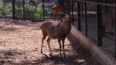 Güneşli hayvanat bahçesinde etkileyici boynuzları olan görkemli bir Hart tetikte beklerken diğer geyikler arka planda ve çitlerle çevrili bir alanda görülebiliyor.