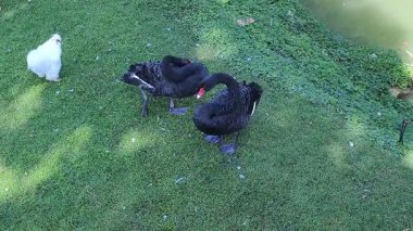 İki görkemli siyah kuğu tüylerini yemyeşil çimlerin üzerinde güneşli bahçedeki sakin göletin kenarında örterler.