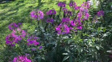 Canlı mor örümcek çiçekleri güneşli bir bahçede güzel bir şekilde çiçek açar.