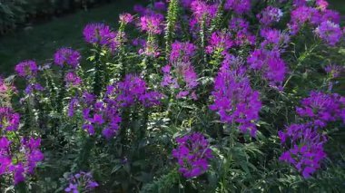 Canlı mor örümcek çiçekleri güneşli bir bahçede güzel bir şekilde çiçek açar.