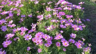 Pembe ve beyaz iki renkli kozmos çiçeklerinden oluşan canlı bir alan parlak güneş ışığı altında çiçek açar. Narin taç yaprakları ve sarı merkezleri yemyeşil bahçede neşeli, yoğun bir çiçek halısı oluşturuyor.
