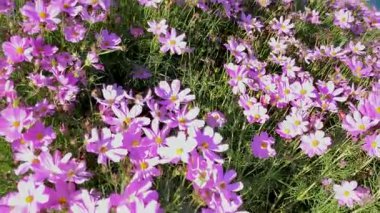 Pembe ve beyaz iki renkli kozmos çiçeklerinden oluşan canlı bir alan parlak güneş ışığı altında çiçek açar. Narin taç yaprakları ve sarı merkezleri yemyeşil bahçede neşeli, yoğun bir çiçek halısı oluşturuyor.