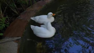 İki beyaz ördek yağmurda gölette yüzer.