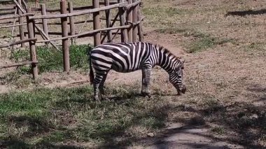 Bir zebra güneşli bir çevrede huzur içinde otluyor. Hayvan, 4K görüntülerinde otları yiyor.