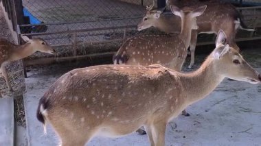 Sığınaktaki benekli geyiğin 4K görüntüsü. Geyikler toplanır ve sakince hareket ederler. Nazik doğalarını ve beyaz benekli kürklerini gösterirler.