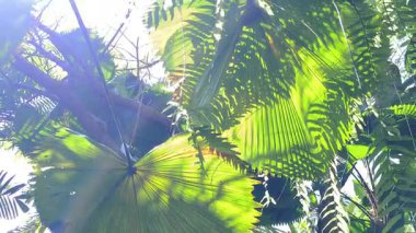 Video 4K görüntüsü. Canlı hayran palmiyeleri, eğrelti otları ve büyük Alocasia yaprakları sergiliyor. Güneş ışığı yoğun yeşil yaprakların arasından süzülüp dingin ve egzotik orman atmosferi yaratır.