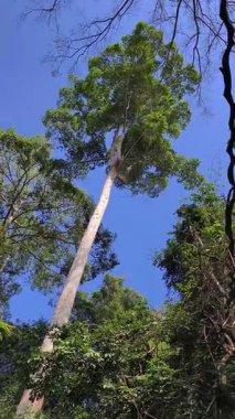 4K görüntüsü dikey. Görkemli yüksek ağaç parlak mavi gökyüzüne ve sarmaşıklara doğru uzanır. Çevrelenmiş yemyeşil orman yeşilliği alçak açılı çekim huzurlu ve hayranlık uyandıran güzellik görüntüsünü yakalar.