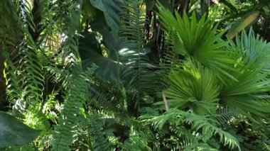 Video 4K görüntüsü. Canlı hayran palmiyeleri, eğrelti otları ve büyük Alocasia yaprakları sergiliyor. Güneş ışığı yoğun yeşil yaprakların arasından süzülüp dingin ve egzotik orman atmosferi yaratır.