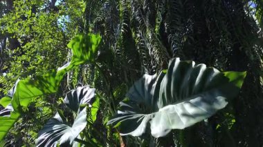 Soluk kesici 4K alçak açılı dev tropikal yapraklar ve güneşin ıslattığı ormanda asmalar. Doğal orman cennetinin dingin yeşil güzelliğini tecrübe et.