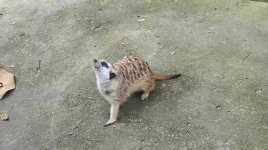 Meraklı mirketin etrafını araştırıp keşfettiği sevimli 4K görüntüleri. Bu büyüleyici Suricata Suricatta 'nın gizli vahşi yaşam anında hareket edişini izleyin.