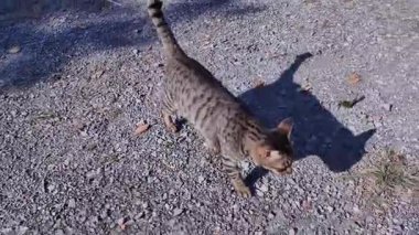 Muhteşem bir tekir kedinin çarpıcı bir şekilde 4K ağır çekimde çakıllı bir yolda zarif bir şekilde yürümesini izleyin. Yüksek kaliteli görüntüler, zarif hareketlerinin ve güzel çizgili ceketinin her detayını yakalar.