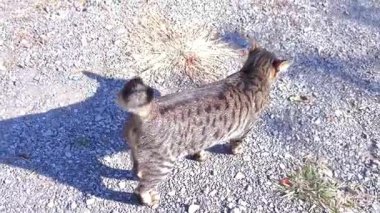 Muhteşem bir tekir kedinin çarpıcı bir şekilde 4K ağır çekimde çakıllı bir yolda zarif bir şekilde yürümesini izleyin. Yüksek kaliteli görüntüler, zarif hareketlerinin ve güzel çizgili ceketinin her detayını yakalar.